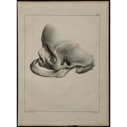 1839 - Crâne mandibule & édentée 
