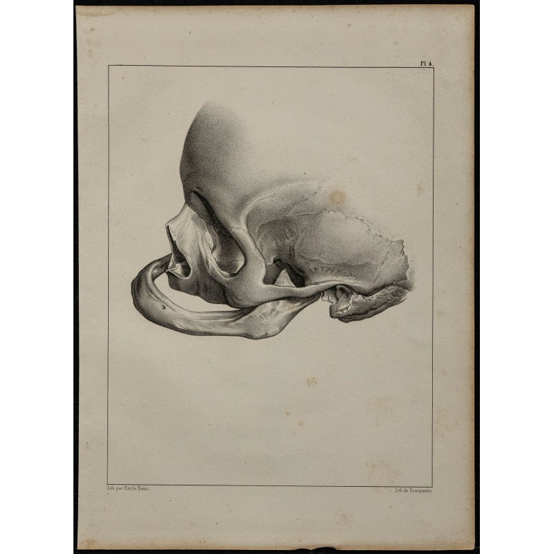1839 - Crâne mandibule & édentée 