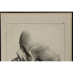 1839 - Crâne mandibule & édentée 