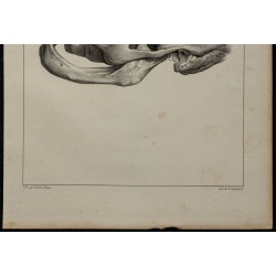 1839 - Crâne mandibule & édentée 