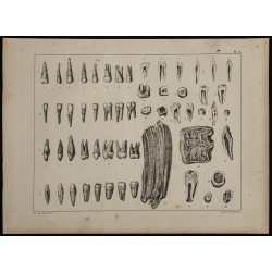1839 - Dentition humaine & animale 