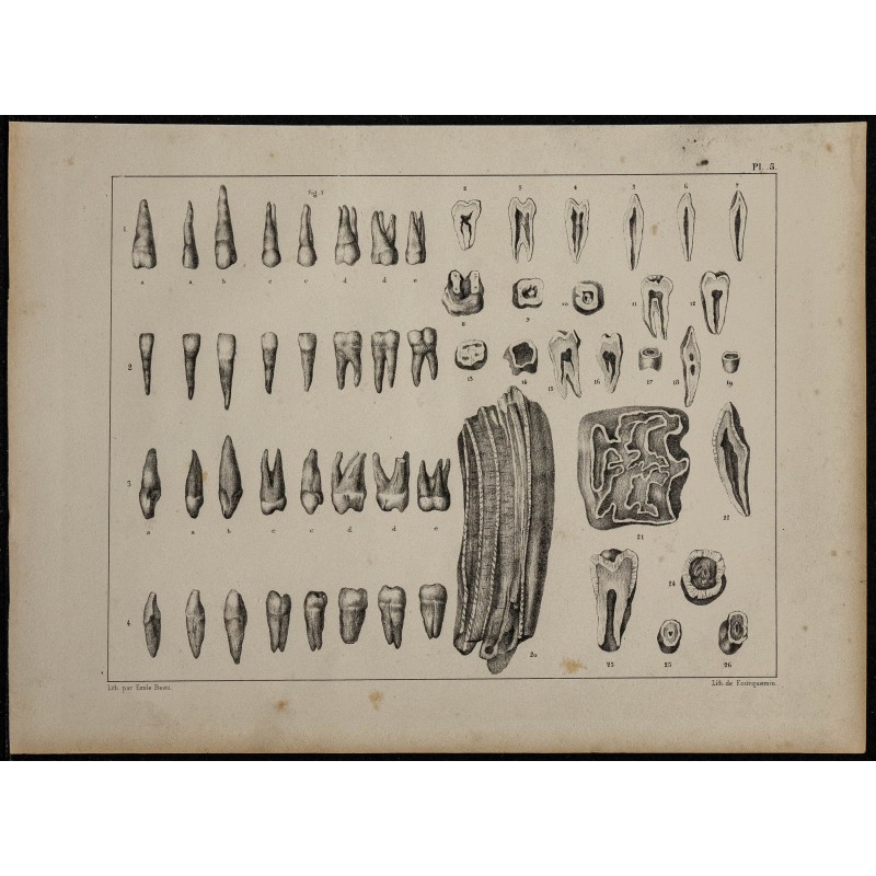 1839 - Dentition humaine & animale 