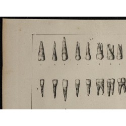 1839 - Dentition humaine & animale 