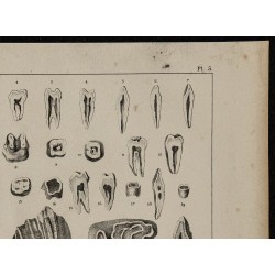 1839 - Dentition humaine & animale 