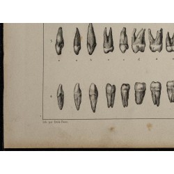 1839 - Dentition humaine & animale 