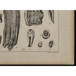 1839 - Dentition humaine & animale 
