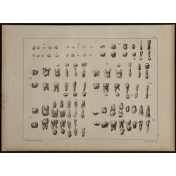 1839 - Évolution de la dentition des enfants 