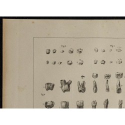1839 - Évolution de la dentition des enfants 