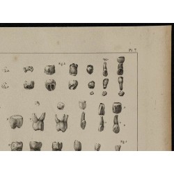 1839 - Évolution de la dentition des enfants 