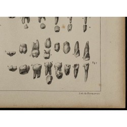 1839 - Évolution de la dentition des enfants 