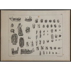 1839 - Développement des dents 