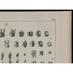 1839 - Développement des dents 