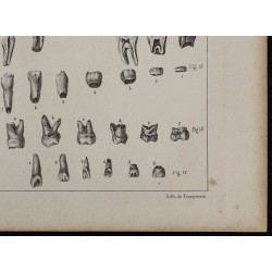 1839 - Développement des dents 