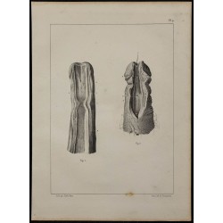 1839 - Urètre et verge incisée 