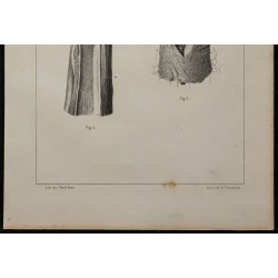 1839 - Urètre et verge incisée 