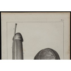 1839 - Vessie et verge pathologique 