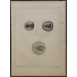 1839 - Embryon et vaisseaux du poulet 
