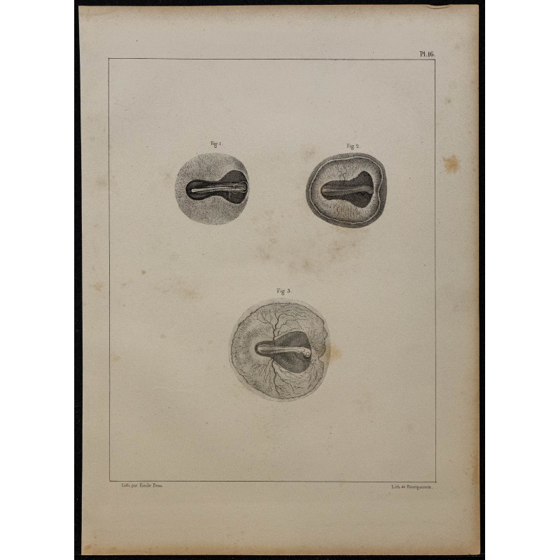 1839 - Embryon et vaisseaux du poulet 