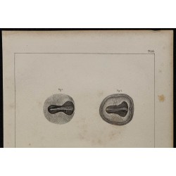 1839 - Embryon et vaisseaux du poulet 