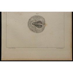 1839 - Embryon et vaisseaux du poulet 