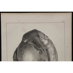 1839 - Testicule et vaisseaux 