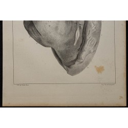 1839 - Testicule et vaisseaux 
