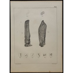 1839 - Oreille de lapin et sang 