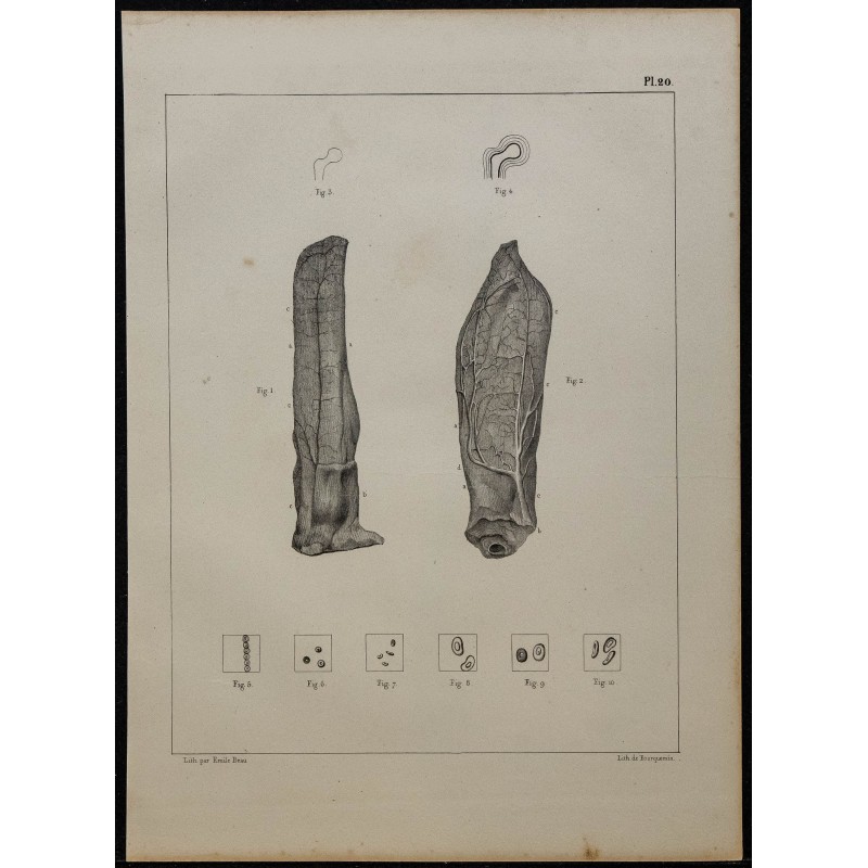 1839 - Oreille de lapin et sang 