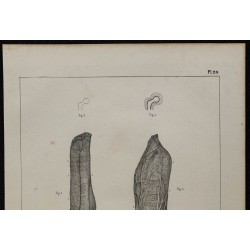 1839 - Oreille de lapin et sang 