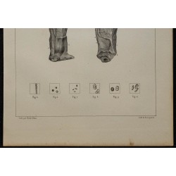1839 - Oreille de lapin et sang 