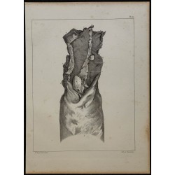 1839 - Matrice et vagin d'ânesse 