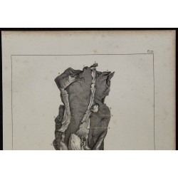 1839 - Matrice et vagin d'ânesse 