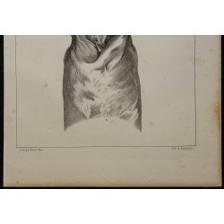 1839 - Matrice et vagin d'ânesse 