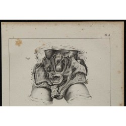 1839 - Descente testiculaire fœtale 