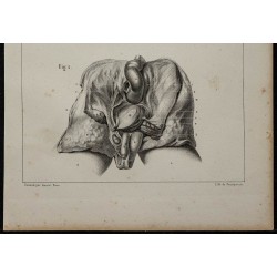 1839 - Descente testiculaire fœtale 
