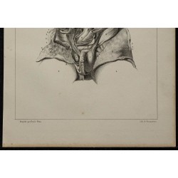 1839 - Organes génitaux fœtus disséqués 