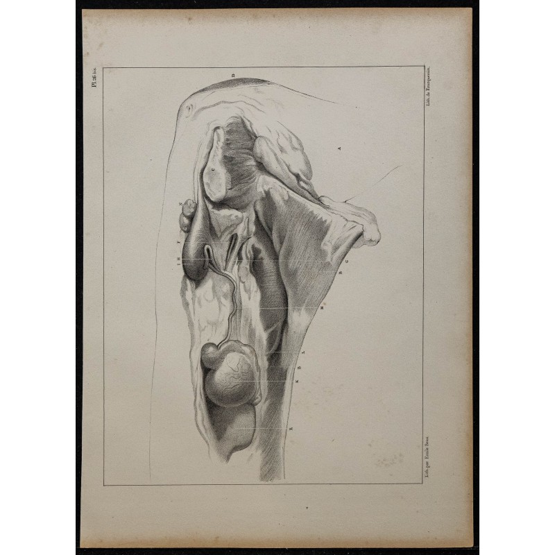 1839 - Descente des testicules bélier 