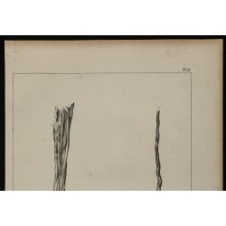 1839 - Anomalies des testicules 