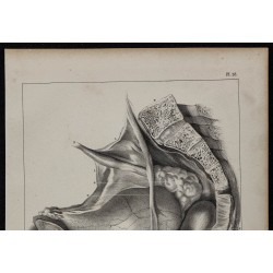 1839 - Bassin masculin disséqué 