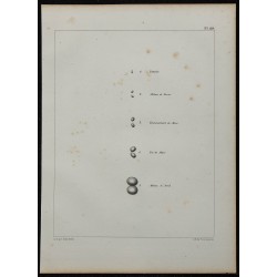 1839 - Testicules du moineau 