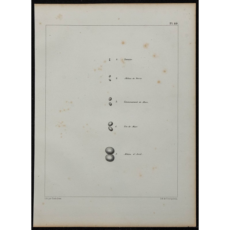 1839 - Testicules du moineau 