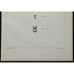 1839 - Testicules du moineau 