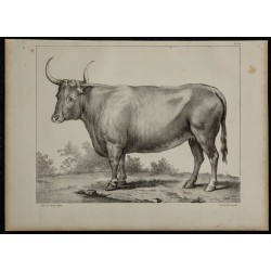 1839 - Boeuf Free-martin 