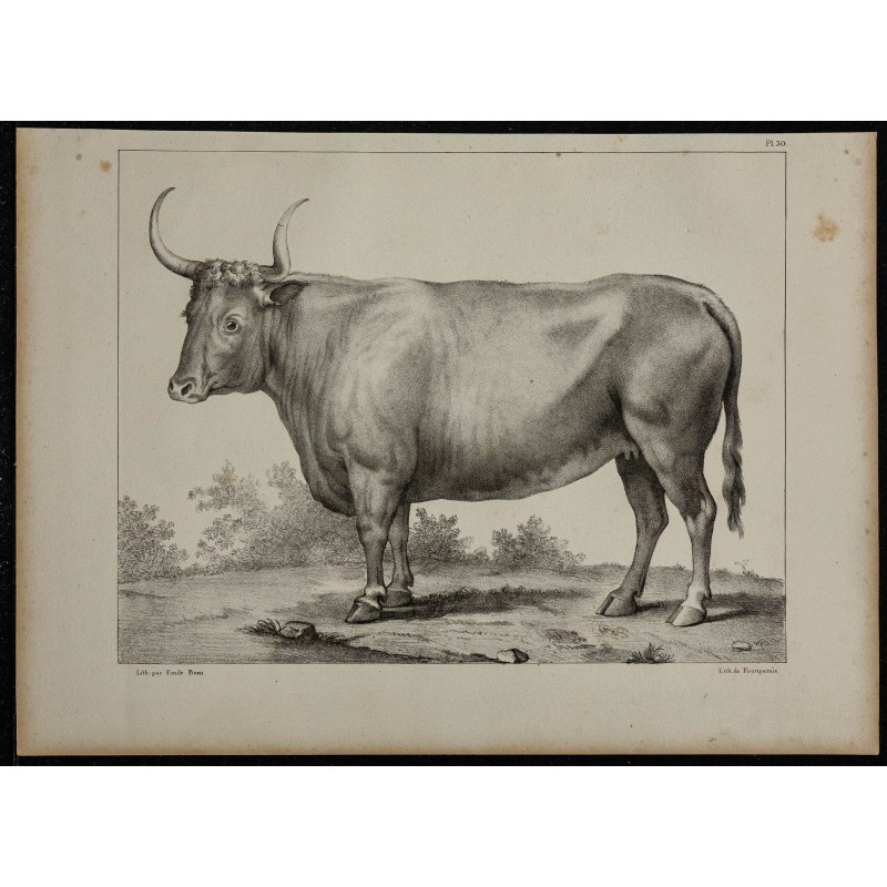 1839 - Boeuf Free-martin 