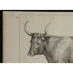 1839 - Boeuf Free-martin 