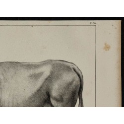 1839 - Boeuf Free-martin 