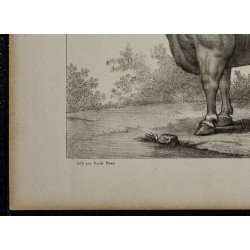 1839 - Boeuf Free-martin 