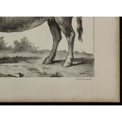 1839 - Boeuf Free-martin 