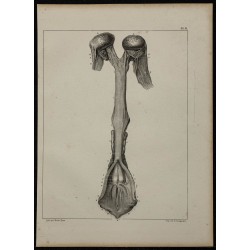 1839 - Organes génitaux free-martin 
