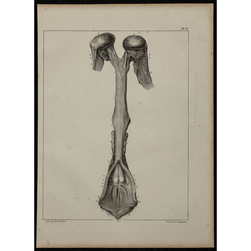 1839 - Organes génitaux free-martin 